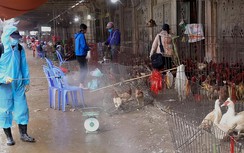 Nhiều người Campuchia tử vong vì cúm gia cầm, Bộ NN&PTNT gửi công điện khẩn