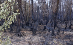 Cận cảnh vụ cháy thiêu rụi khoảng 40ha rừng tràm ở Cà Mau