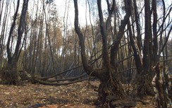 Vụ cháy rừng ở Cà Mau: Công an điều tra nguyên nhân