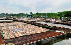 Lộ nguyên nhân gần 1.000 tấn cá nuôi lồng chết bất thường ở Hải Dương