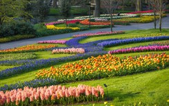 Vườn hoa tulip lớn nhất thế giới