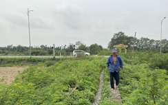 Quảng Ninh: Bất cập từ một tuyến đường sắt chuyên dụng bỏ hoang