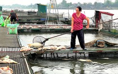 300 tấn cá chết nổi trắng sông ở Hải Dương: Nguồn nước có gì bất thường?