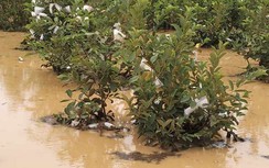 Khắc phục việc xẻ rãnh thoát nước khi thi công cao tốc gây ngập vườn cây