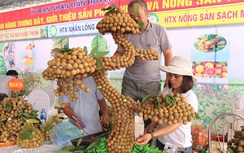 Lễ hội nhãn lồng quy mô lớn vào cuối tháng 7