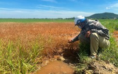 Đã thống nhất phương án đền bù người dân có lúa chết sau sự cố dầu loang ở Hà Tĩnh