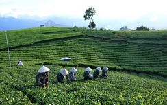 Về Thái Nguyên, khám phá vùng nguyên liệu của Trà Xanh Không Độ