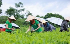 Khám phá quy trình chăm sóc cây chè dùng làm nguyên liệu cho Trà Xanh Không Độ