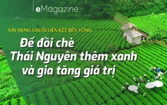 Để đồi chè Thái Nguyên thêm xanh và gia tăng giá trị