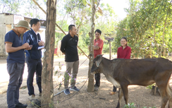 Kon Tum: Kỷ luật chủ tịch xã liên quan vụ cấp bò hóa bê