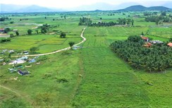 Hàng nghìn cây mai lén mọc trên ruộng, cản trở thi công cao tốc Khánh Hòa - Buôn Ma Thuột