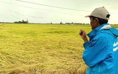 Nông dân Bạc Liêu đứng ngồi không yên vì mưa lớn đúng kỳ thu hoạch lúa