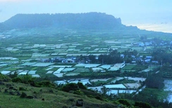 Quảng Ngãi cho phép chuyển hơn 2,8ha đất trồng tỏi trên đảo Lý Sơn làm du lịch