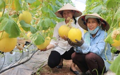Hà Nội tăng cường kiểm soát chất lượng, minh bạch nguồn gốc nông sản