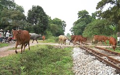 Thái Nguyên bảo đảm an toàn giao thông đường sắt, xóa bỏ lối đi tự mở