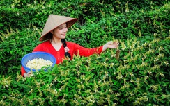 Bắc Ninh: Sâm núi Dành hồi sinh vùng đất nghèo Phúc Hòa