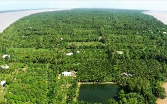 Cần Thơ đầu tư dự án thích ứng biến đổi khí hậu hơn 2.500 tỷ đồng