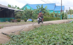 Hạn chế sụt lún đất, hư hỏng đường giao thông do biến đổi khí hậu ở Cà Mau