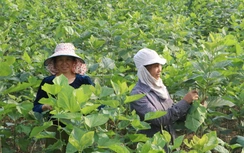 Quy Mông chuyển mình nhờ phát triển nông nghiệp xanh