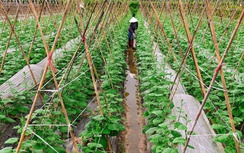 Từ bãi bồi hoang hóa đến “vành đai xanh” ven sông: Hành trình đổi thay ở Phúc Thịnh