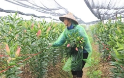 Giữ hồn quê cho nông thôn Hà Nội thời hội nhập