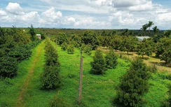 Sầu riêng, cà phê tăng giá hâm nóng thị trường bất động sản nông nghiệp