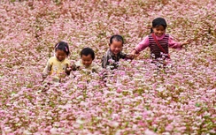 Tuyên Quang: Chuẩn bị tổ chức Lễ hội hoa Tam Giác Mạch lần thứ XI