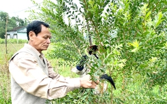 Tạo giá trị mới cho nghề truyền thống dầu tràm để xây dựng nông thôn mới