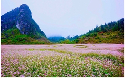 Lễ hội độc đáo nơi miền đá nở hoa