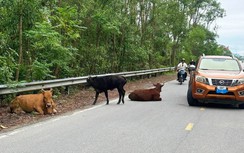 Hà Tĩnh: Giảm sâu tình trạng trâu bò thả rông trên đường
