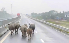 Trâu bò xâm nhập cao tốc Bắc - Nam qua Hà Tĩnh: Giải pháp nào ngăn chặn triệt để?