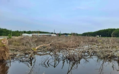 Chuyển đổi hơn 31ha rừng phục vụ cao tốc Cà Mau – Đất Mũi và đường ra đảo Hòn Khoai