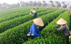 Tích cực tháo gỡ cho gần 500 container chè Việt Nam bị ách tắc tại Pakistan