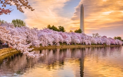 Ngắm hoa anh đào nở đẹp như mơ bên hồ Tidal Basin