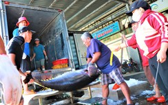 Đầu năm đón lộc biển, ngư dân Khánh Hòa vươn khơi gỡ thẻ vàng IUU