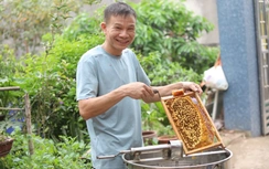 Cận cảnh mùa mật ngọt dưới tán vải thiều ở Bắc Giang