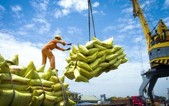 Giá lúa gạo lao dốc, Thủ tướng chỉ đạo lập đoàn kiểm tra liên ngành