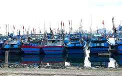 65 tỷ đồng cải tạo môi trường khu vực âu thuyền, cảng cá lớn nhất Đà Nẵng