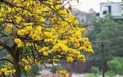 Phú Thọ: Mê mẩn sắc vàng rực rỡ của hoa Phong Linh