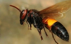 Bị ong vò vẽ đốt hơn 100 vết, một người tử vong