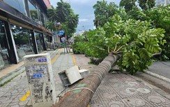 Gió lớn khiến cây xanh bật gốc chắn 2/3 làn đường ở TP.HCM