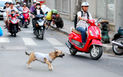 CDC Bà Rịa - Vũng Tàu thông tin vụ người đàn ông tử vong sau hơn 1 năm bị chó cắn