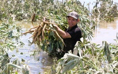 Quảng Trị: Khôi phục sản xuất, đảm bảo đời sống người dân thiệt hại do mưa lũ bất thường
