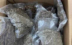 Tuyên Quang: Triệt phá đường dây buôn bán cần sa, thu giữ 10kg chất gây nghiện