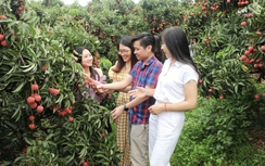 Du lịch trải nghiệm vải thiều Bắc Giang: Mùa hè ngọt ngào, đậm đà bản sắc quê hương