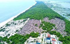 Huế: Yêu cầu điều tra 2,5ha rừng phòng hộ bị khai thác trái phép