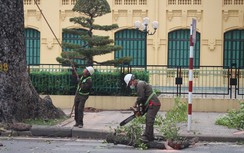 Hà Nội: Dịch chuyển, chặt hạ 24 cây xanh để thi công mở rộng đường Hùng Vương kéo dài
