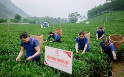 Đồng hành nâng tầm vóc cây chè Thái Nguyên