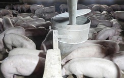 TP.HCM kiểm soát thịt lợn thế nào trước diễn biến phức tạp của dịch tả heo châu Phi?