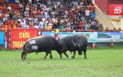 Hải Phòng: Đặc sắc lễ hội chọi trâu truyền thống Đồ Sơn 2025
